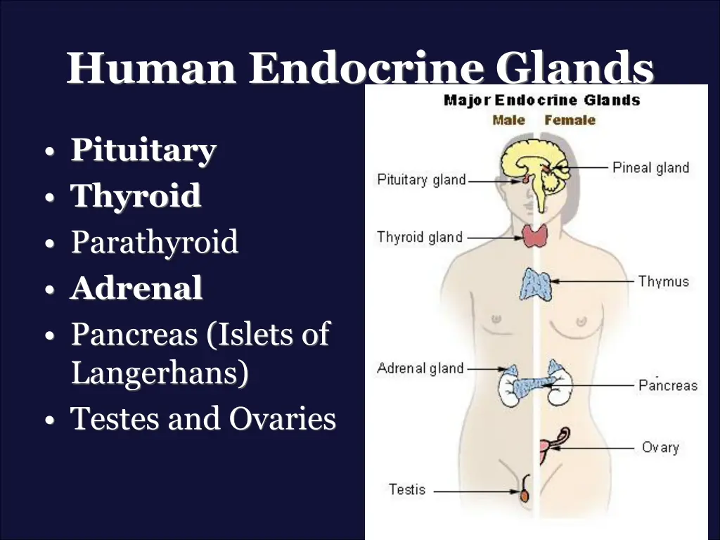 human endocrine glands