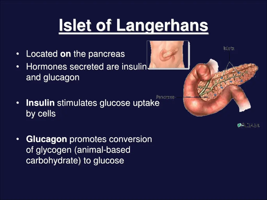 islet of langerhans