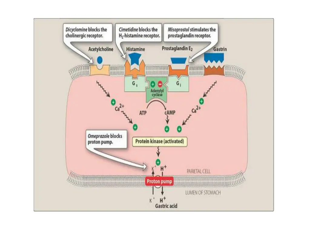 slide7