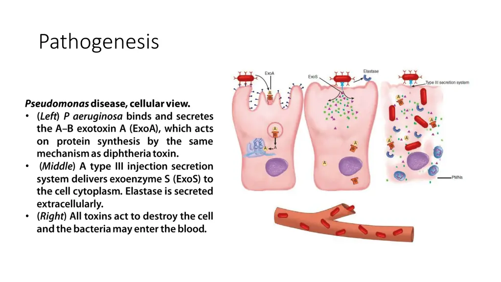 pathogenesis 1