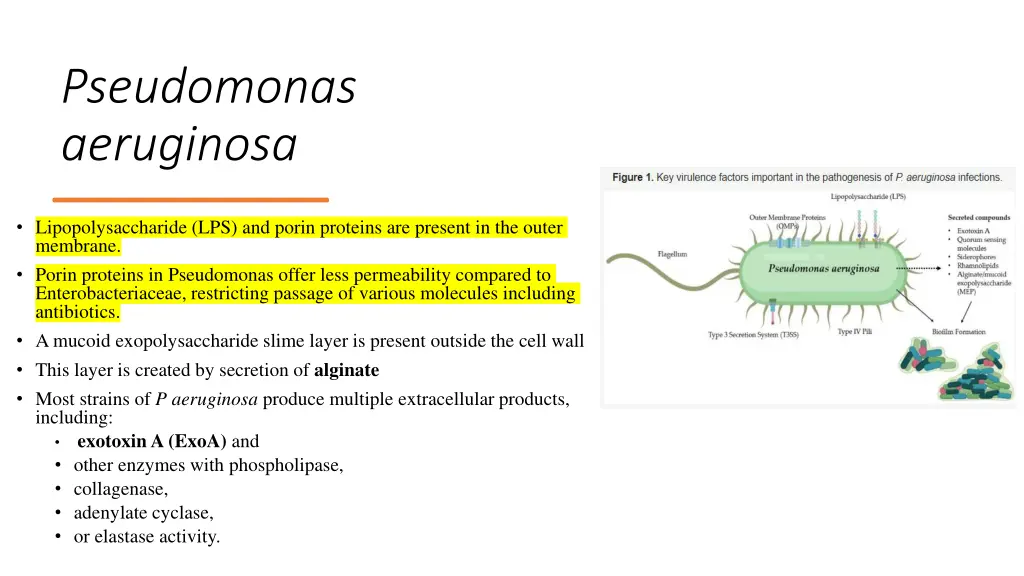 pseudomonas aeruginosa 1