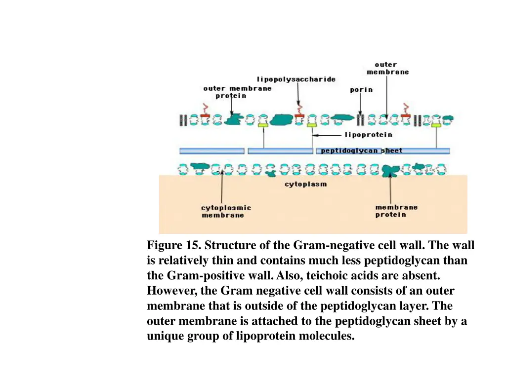 figure 15 structure of the gram negative cell
