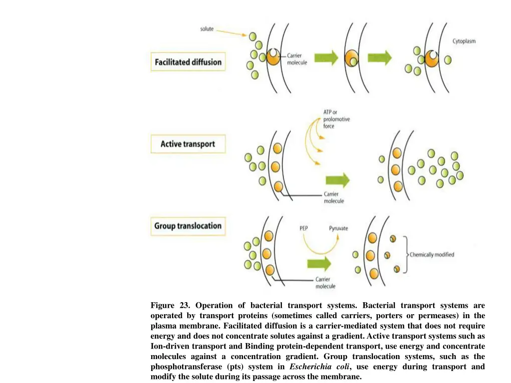 figure 23 operation of bacterial transport