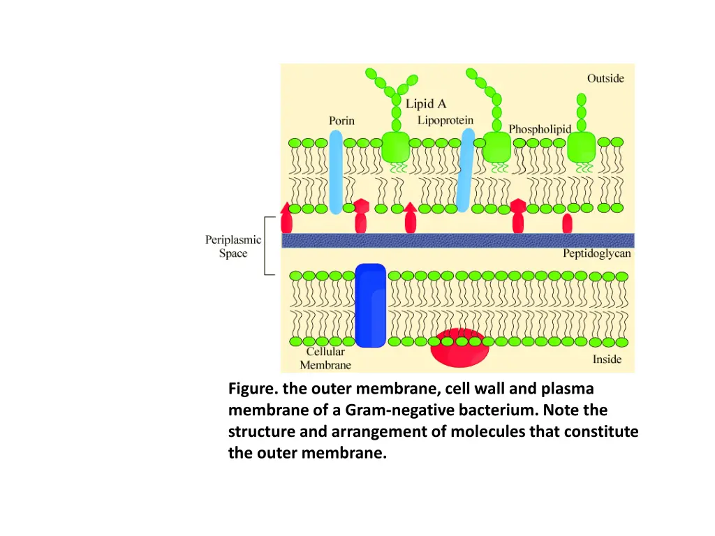 figure the outer membrane cell wall and plasma