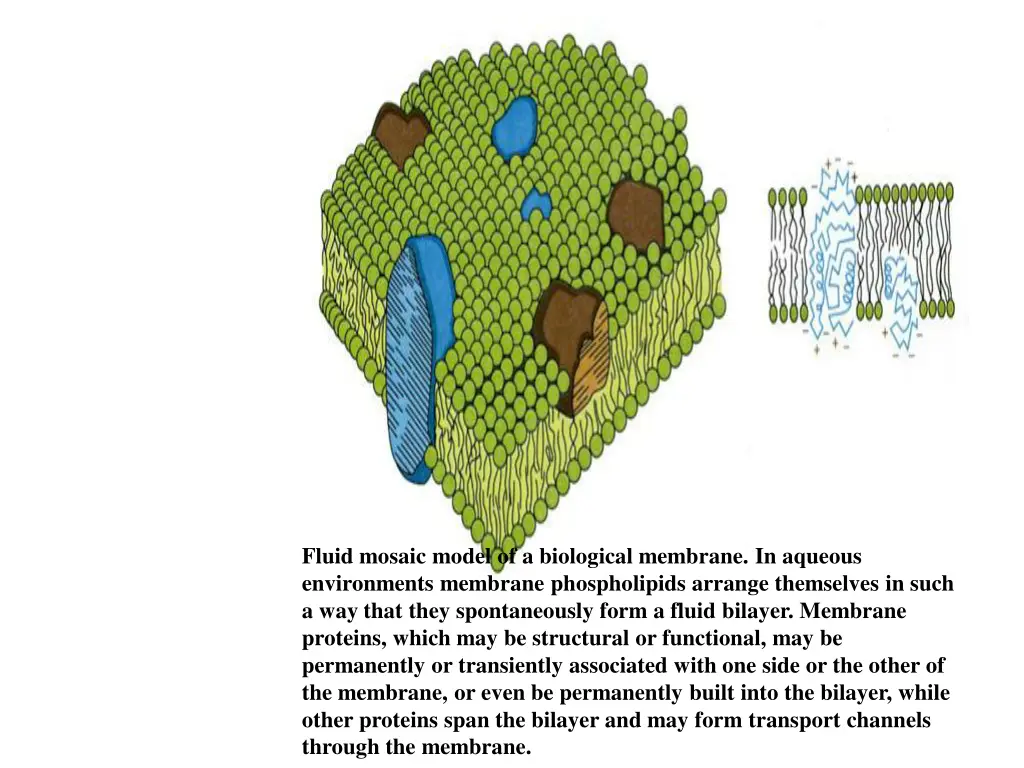 fluid mosaic model of a biological membrane