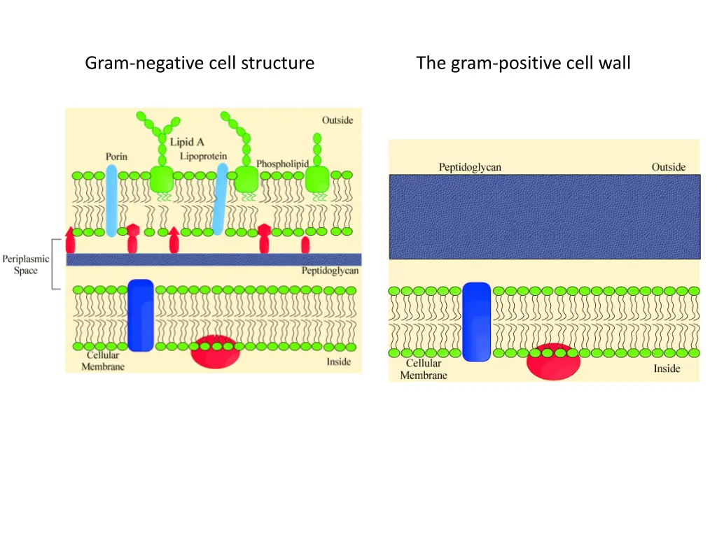 gram negative cell structure