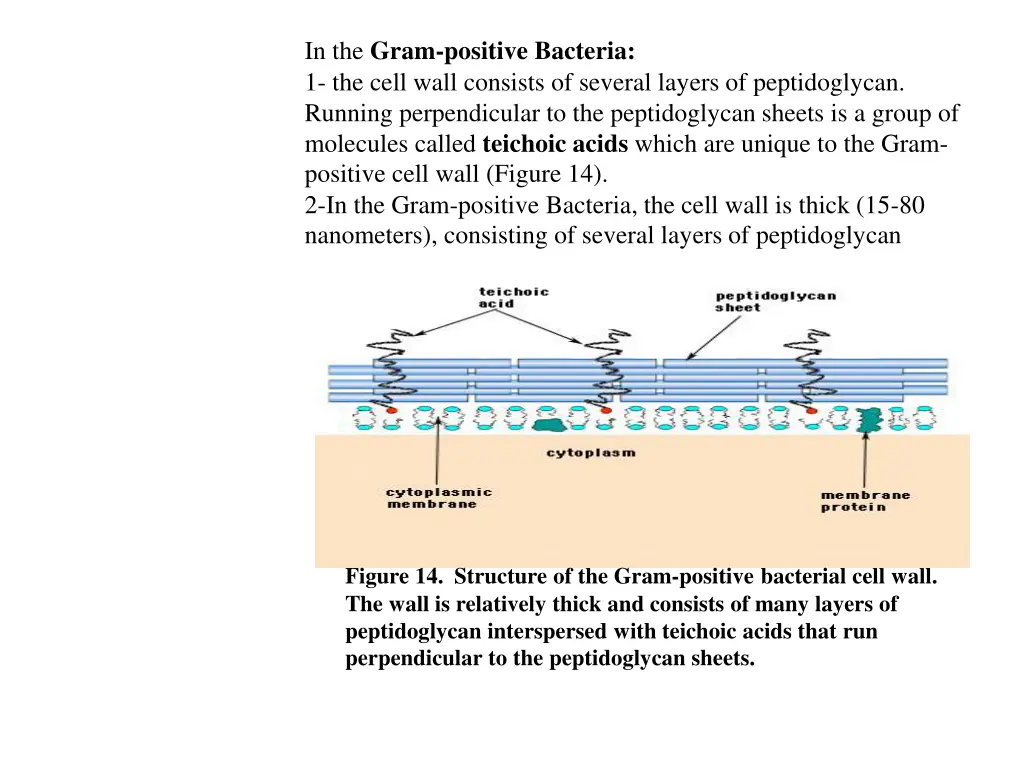 in the gram positive bacteria 1 the cell wall