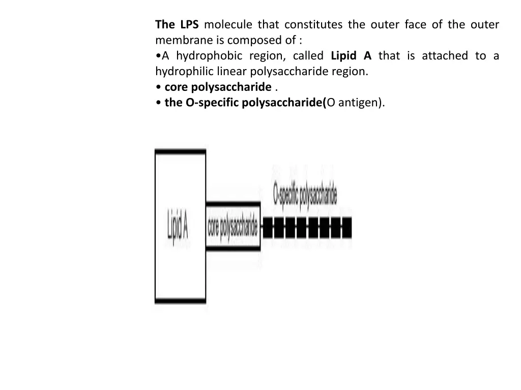the lps molecule that constitutes the outer face