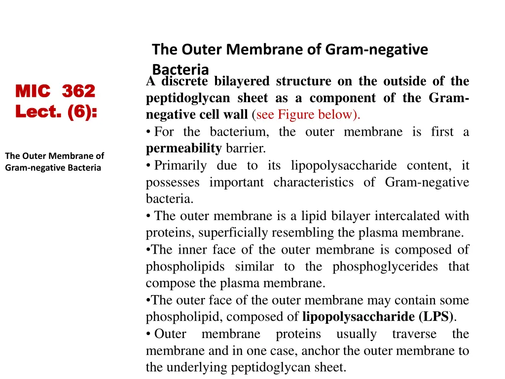 the outer membrane of gram negative bacteria