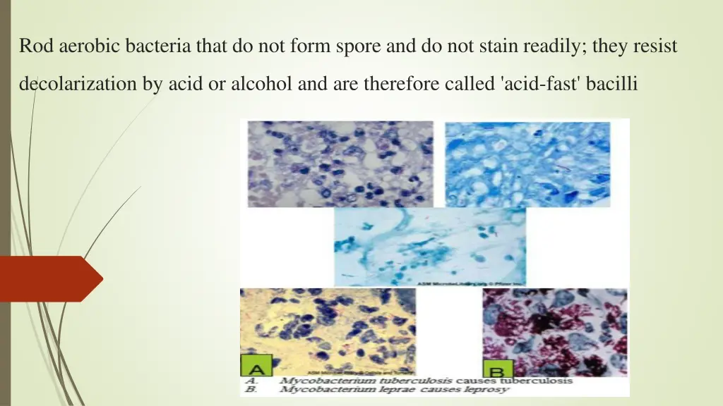 rod aerobic bacteria that do not form spore