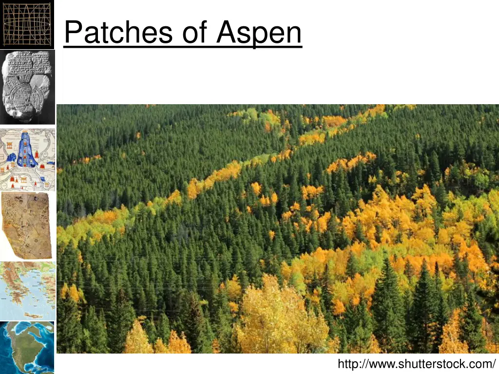 patches of aspen