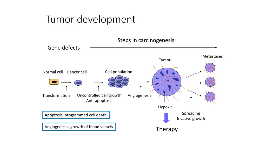 tumor development