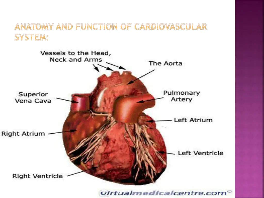anatomy and function of cardiovascular system