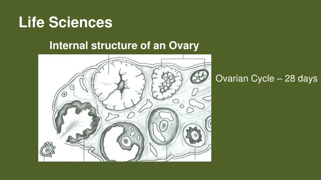 life sciences 10