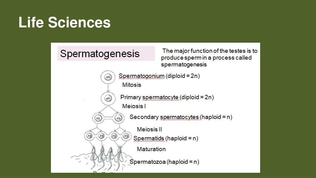 life sciences 4