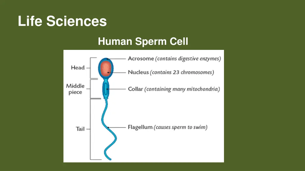 life sciences 5