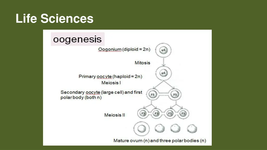 life sciences 8