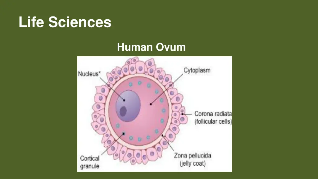 life sciences 9