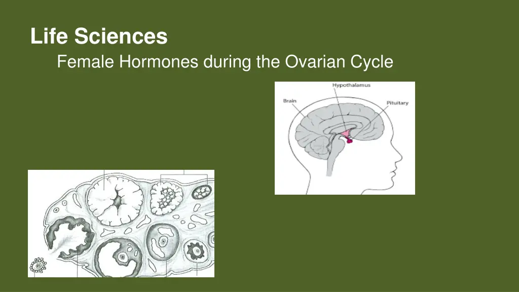 life sciences female hormones during the ovarian