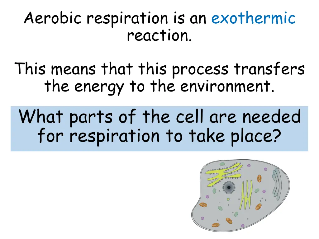 aerobic respiration is an exothermic reaction