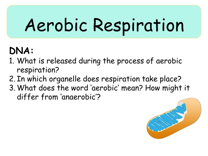 aerobic respiration