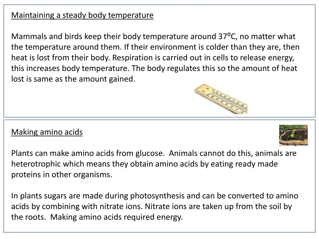 maintaining a steady body temperature
