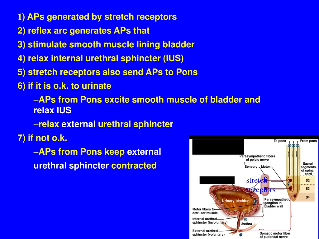 1 aps generated by stretch receptors 2 reflex