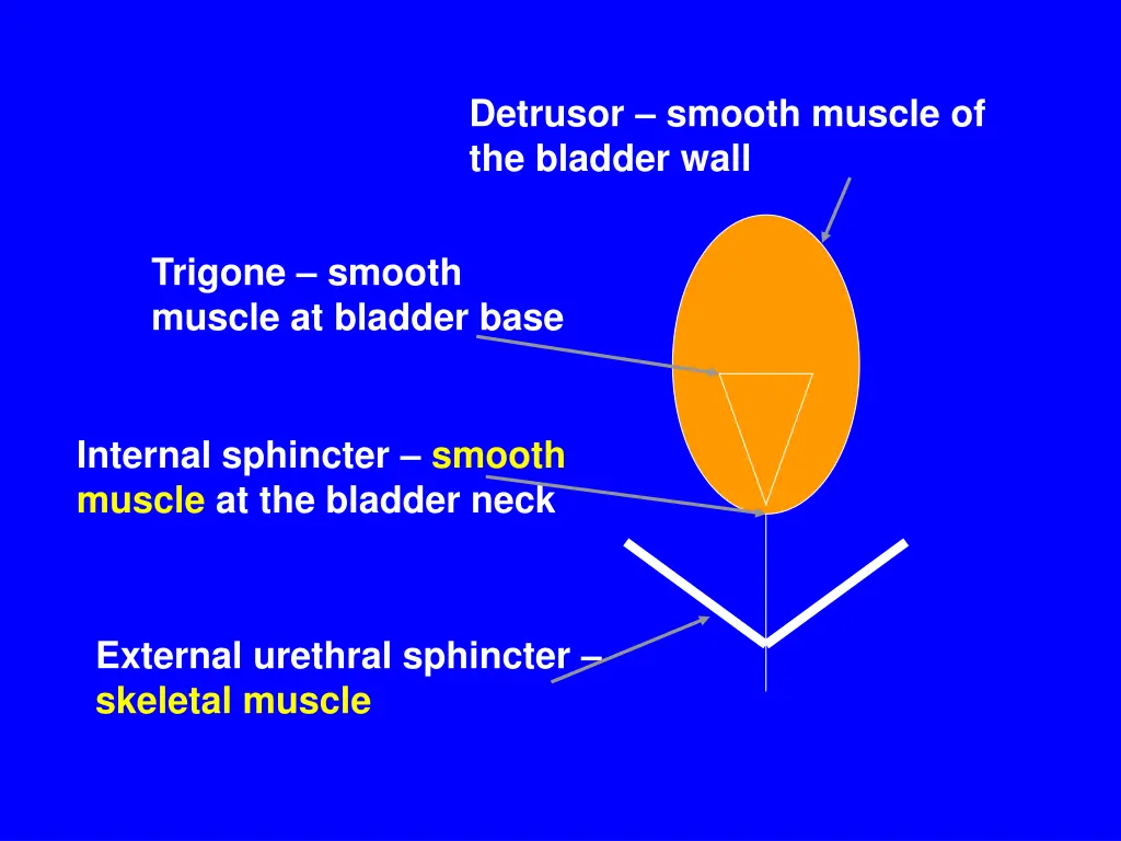 detrusor smooth muscle of the bladder wall
