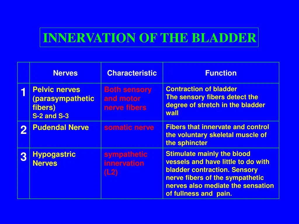 innervation of the bladder