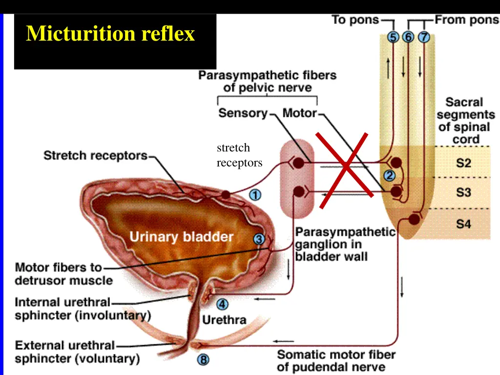 micturition reflex 2