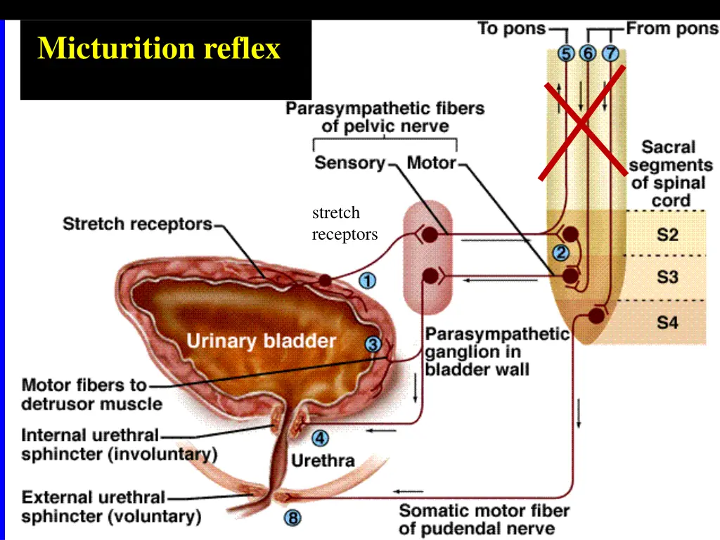 micturition reflex 3