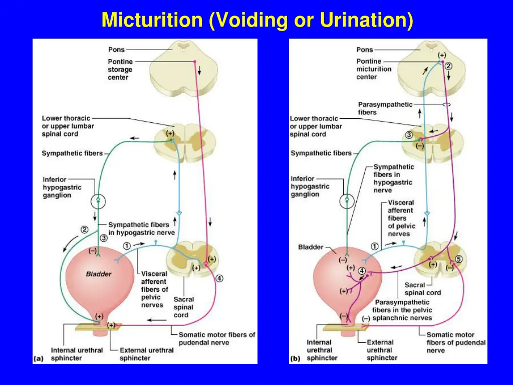 micturition voiding or urination