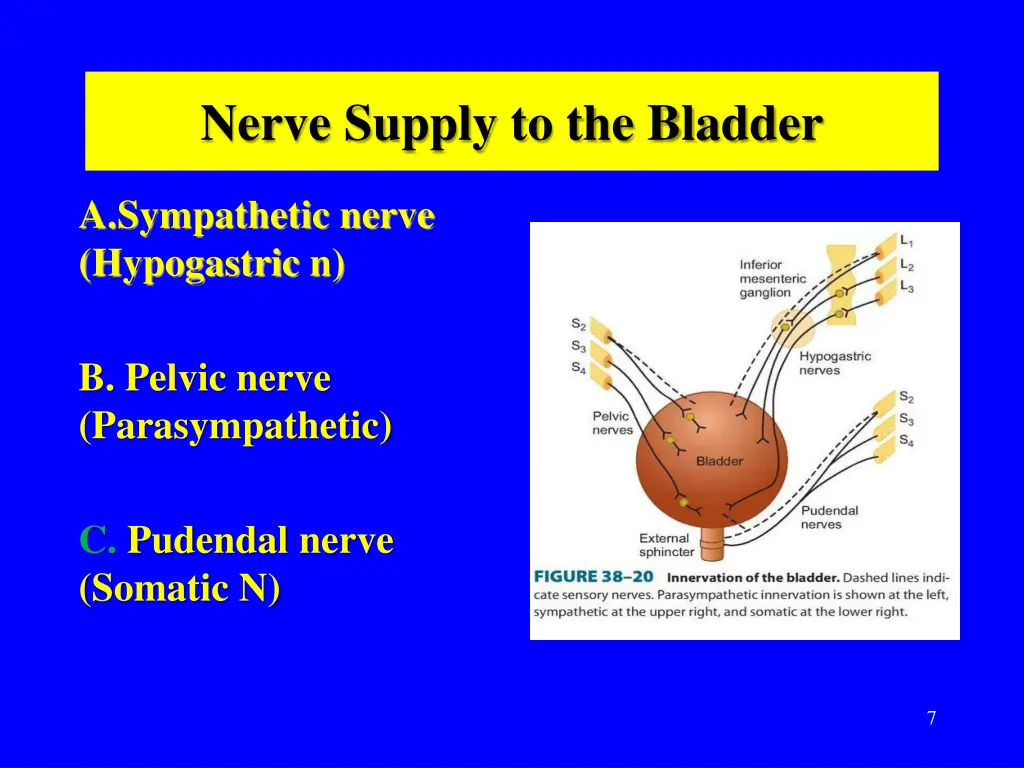 nerve supply to the bladder