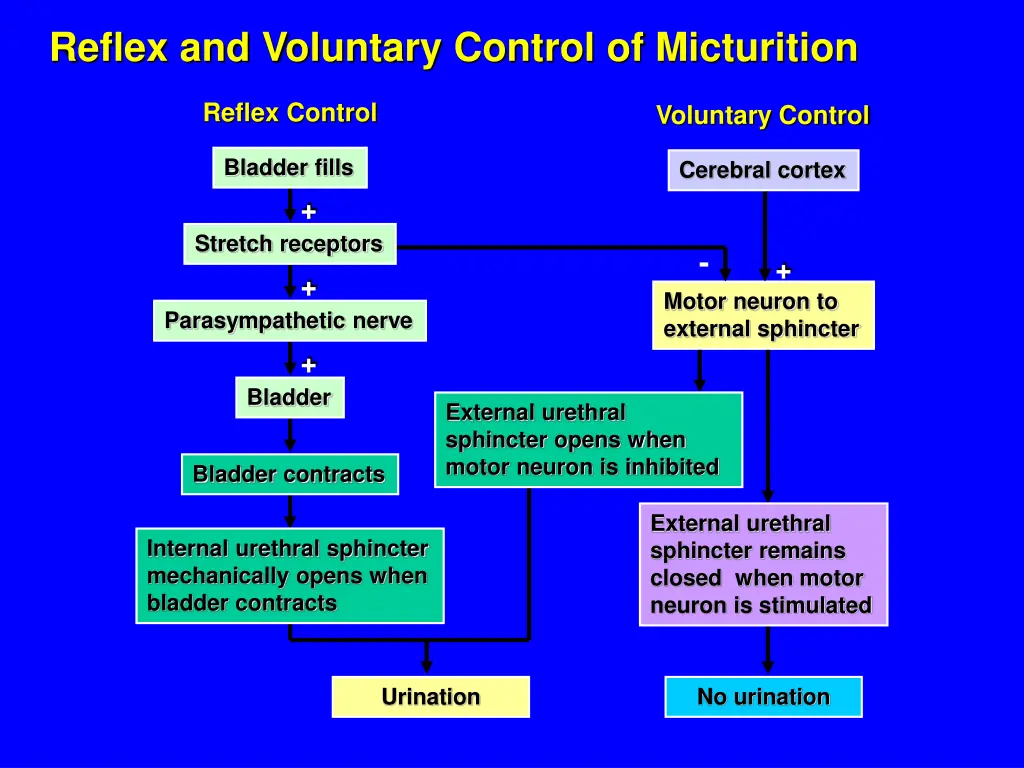 reflex and voluntary control of micturition