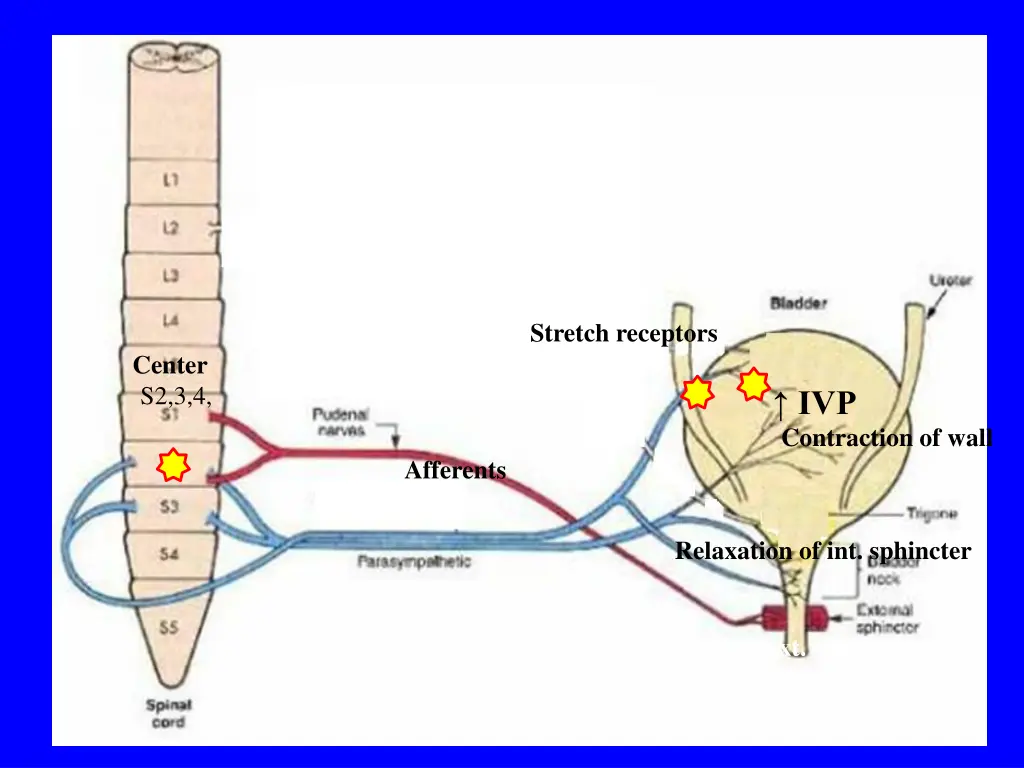 stretch receptors