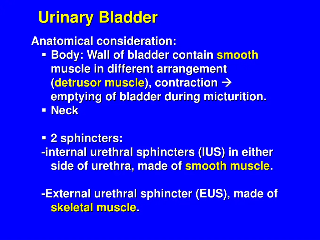 urinary bladder