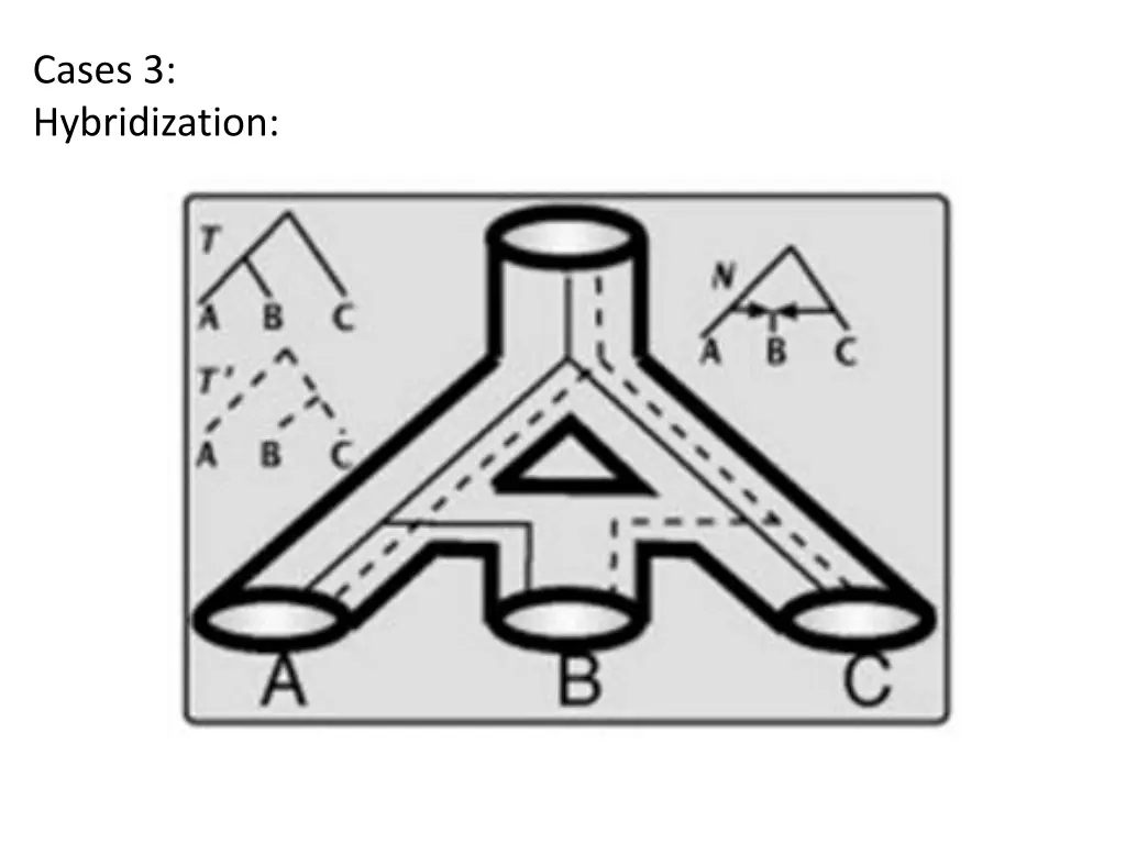 cases 3 hybridization