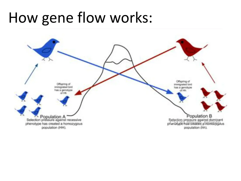 how gene flow works