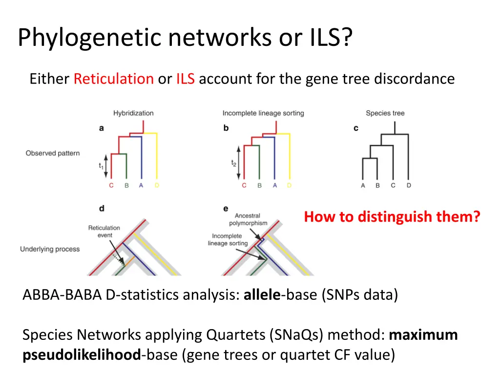 phylogenetic networks or ils