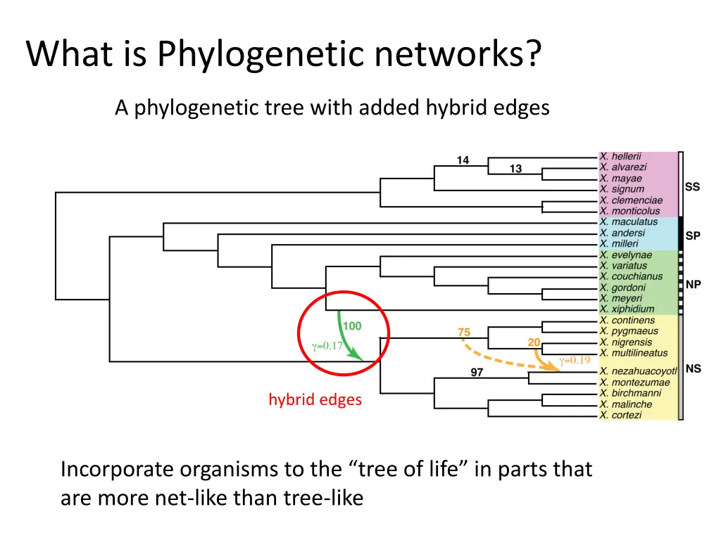what is phylogenetic networks