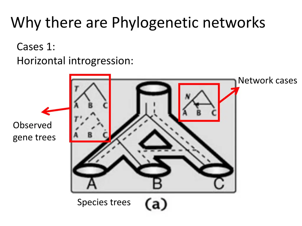 why there are phylogenetic networks