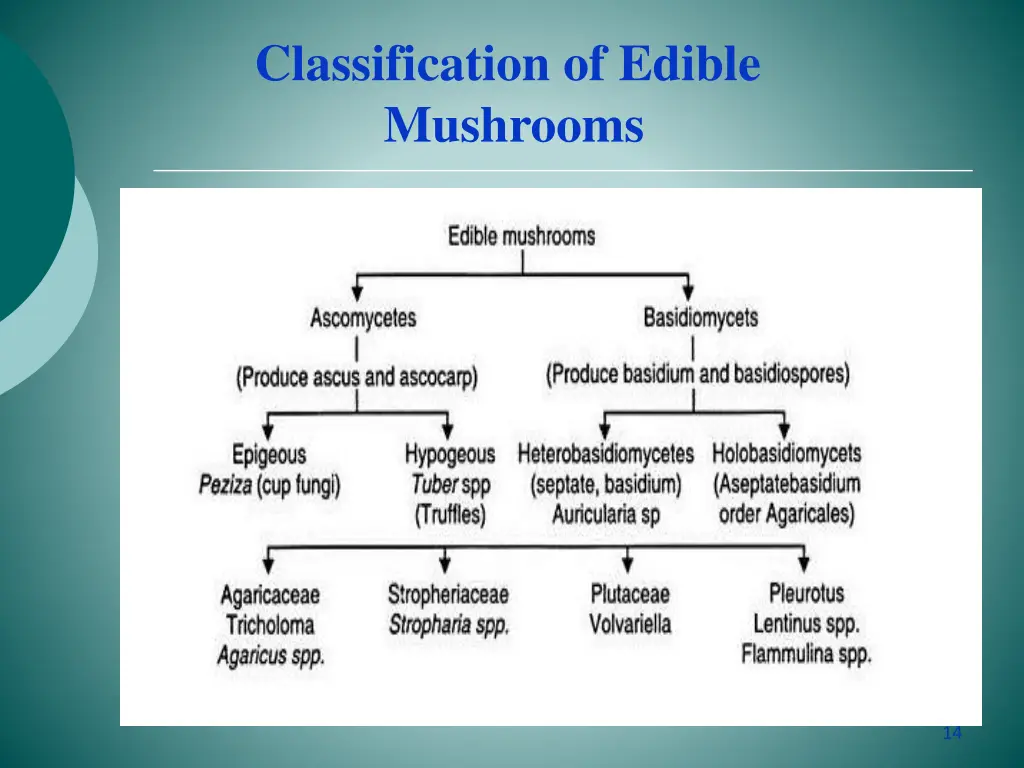 classification of edible mushrooms 2