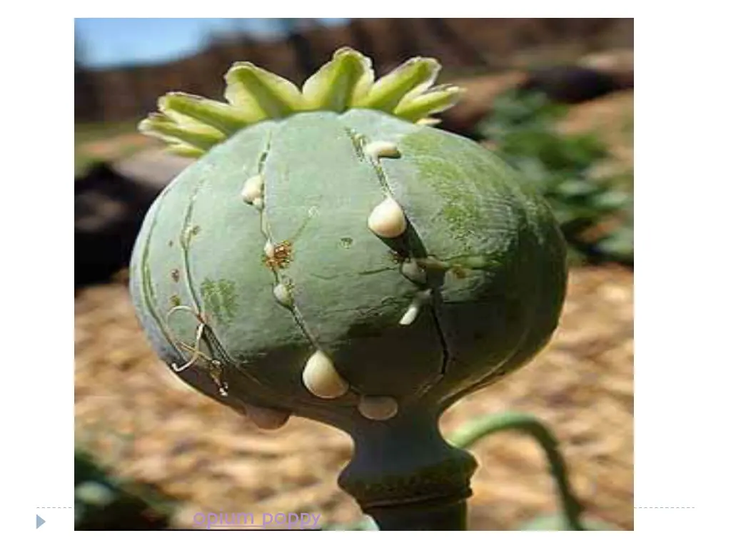 opium poppy