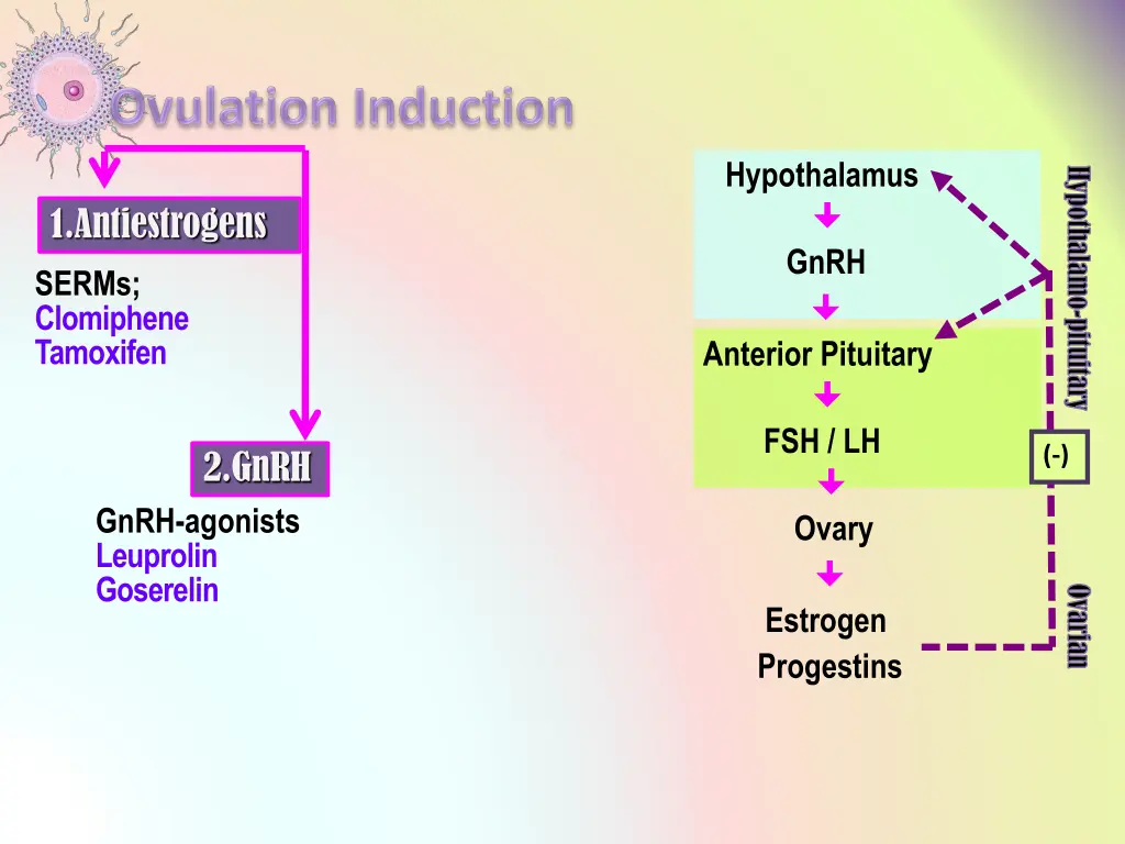 hypothalamus gnrh anterior pituitary 1