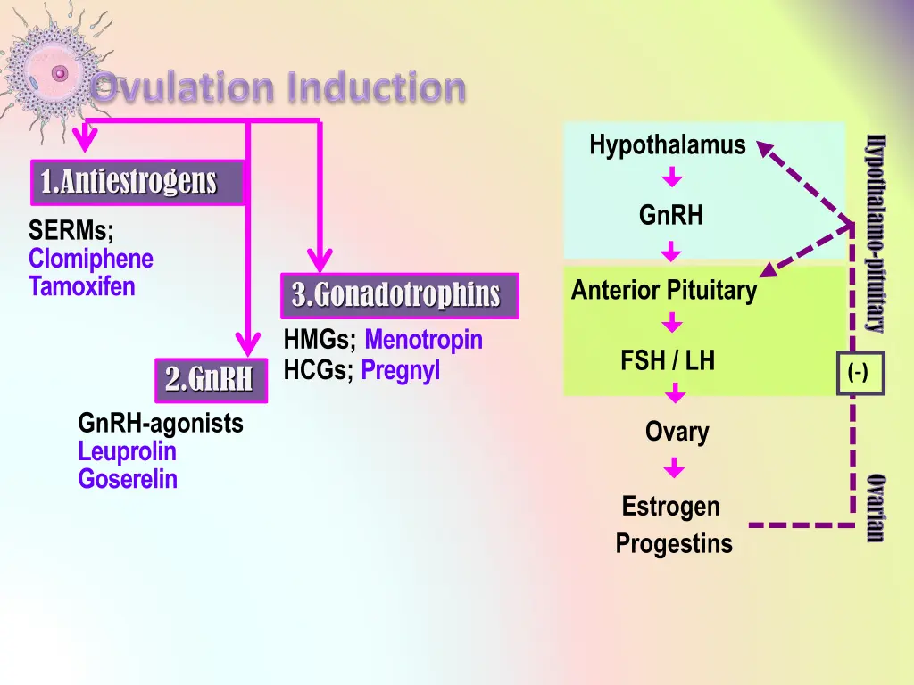 hypothalamus gnrh anterior pituitary 2