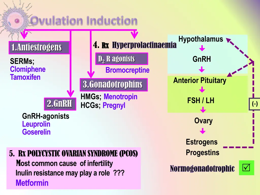 hypothalamus gnrh anterior pituitary