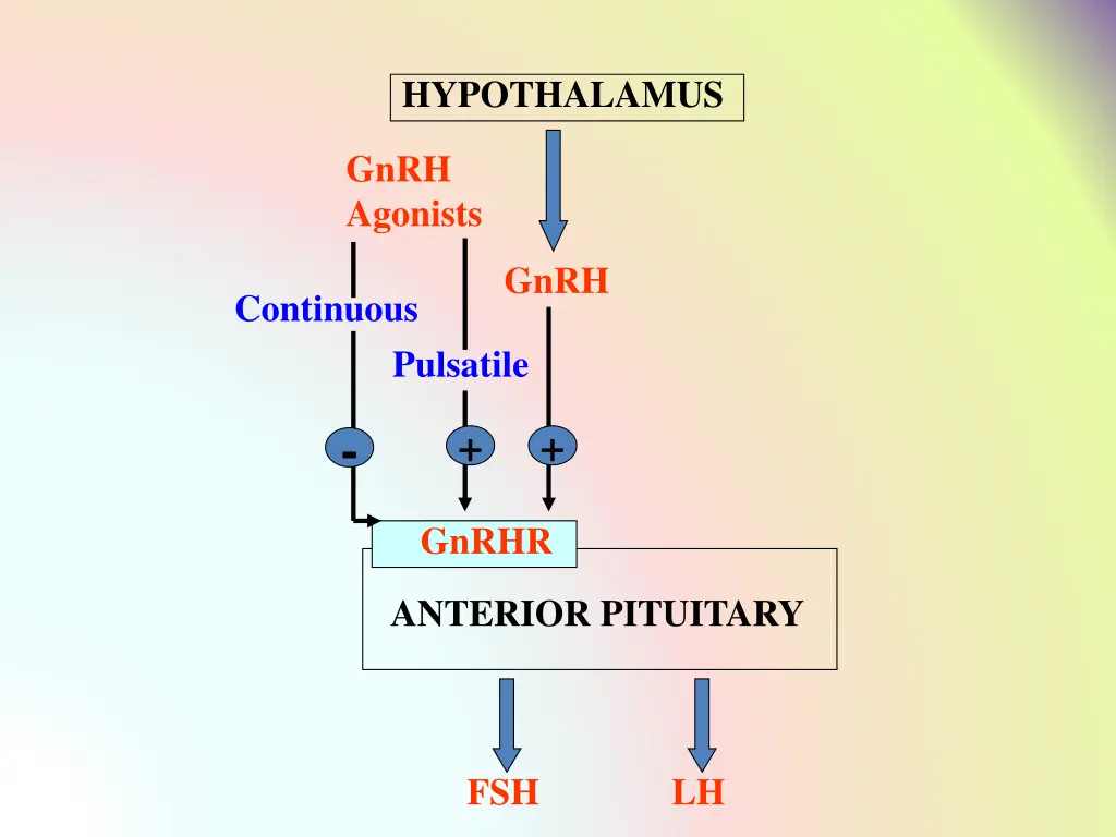 hypothalamus