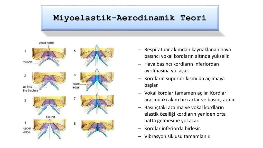 respiratuar ak mdan kaynaklanan hava bas nc vokal
