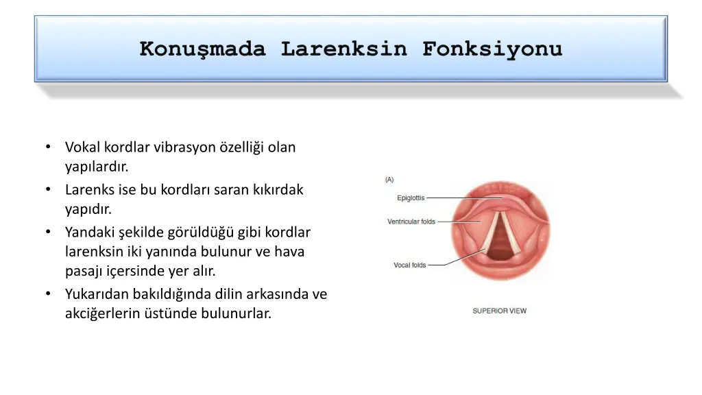 vokal kordlar vibrasyon zelli i olan yap lard