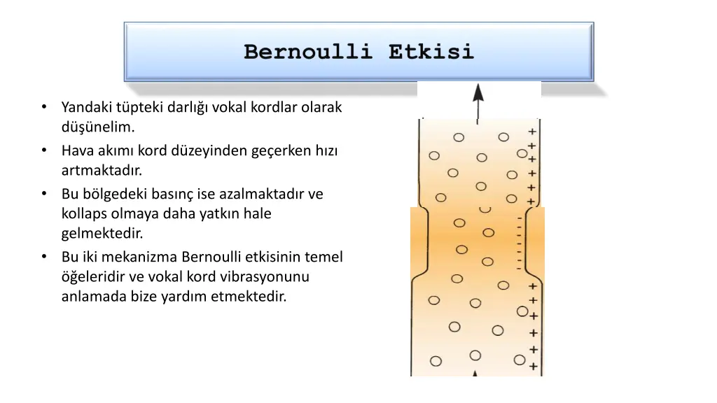 yandaki t pteki darl vokal kordlar olarak d nelim